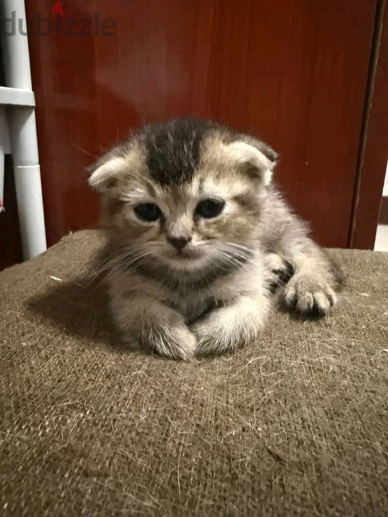 Scottish×Persian kitten ready for rehoming. 5