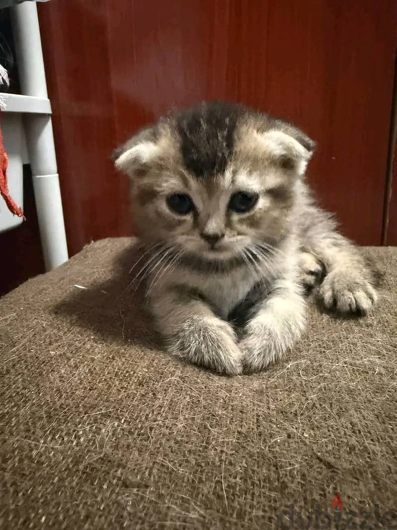 Scottish×Persian kitten ready for rehoming. 6
