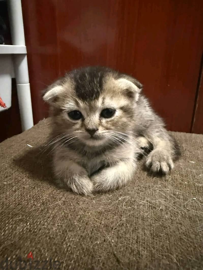 Scottish×Persian kitten ready for rehoming. 7