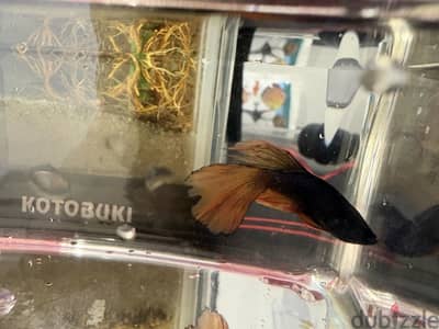For sale betta fish full moon