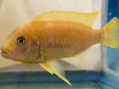 Malawi mbuna African cichlids with tank