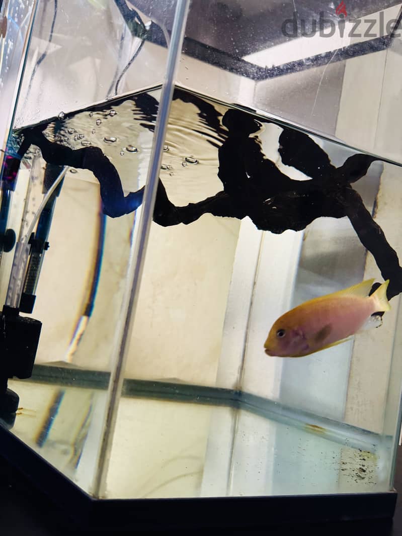 Malawi mbuna African cichlids with tank 1