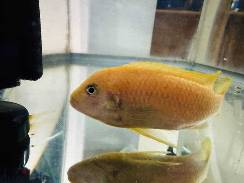 Malawi mbuna African cichlids with tank 2