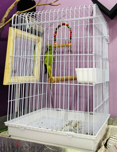 African Green Ringneck Parrot for Sale-With Big Cage