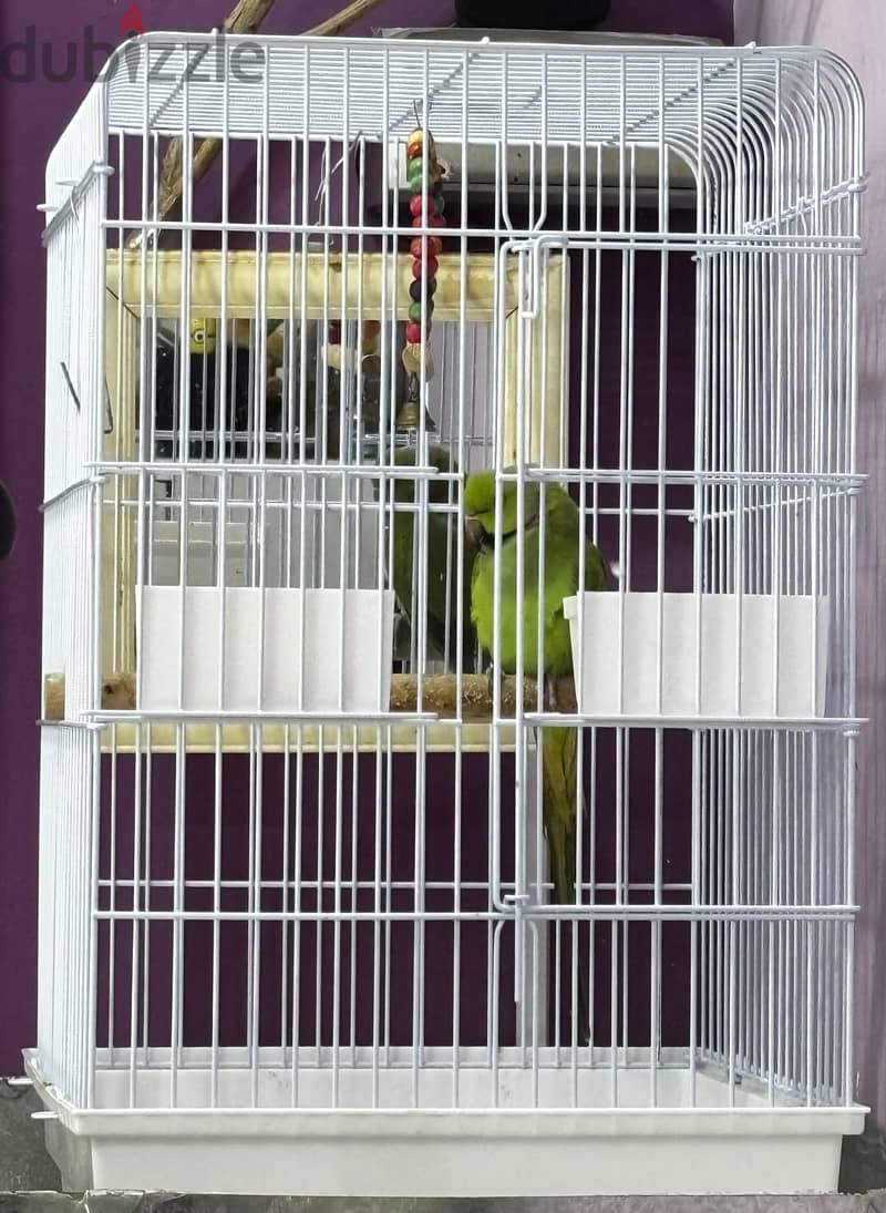 African Green Ringneck Parrot for Sale-With Big Cage 2