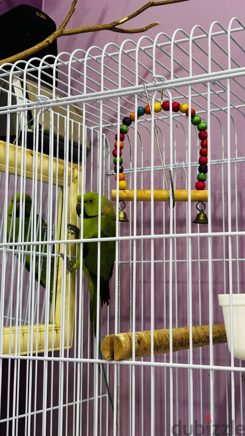 African Green Ringneck Parrot for Sale-With Big Cage 3