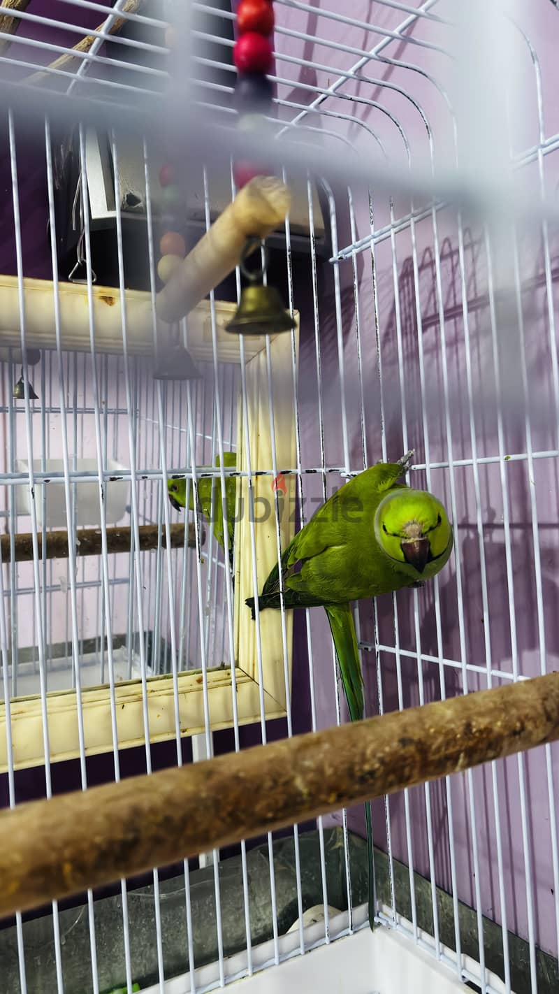African Green Ringneck Parrot for Sale-With Big Cage 4