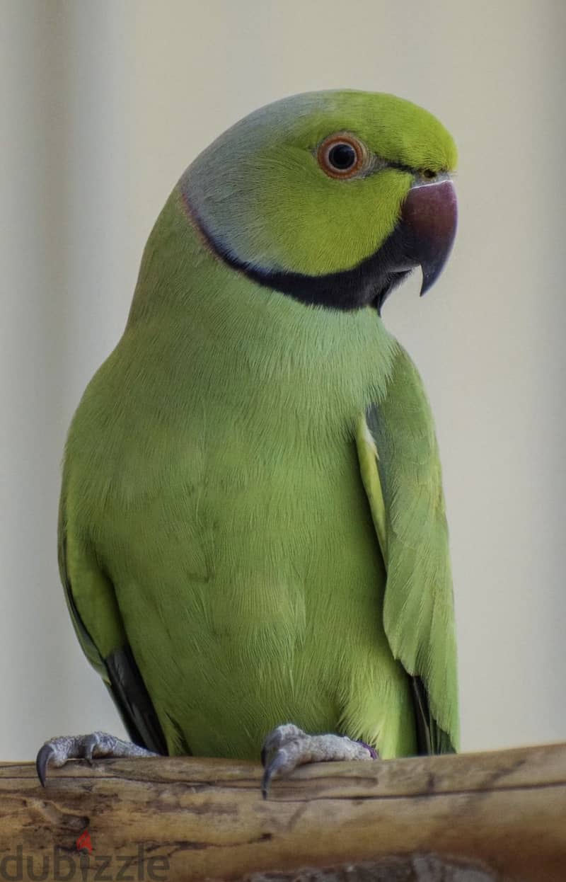 African Green Ringneck Parrot for Sale-With Big Cage 5