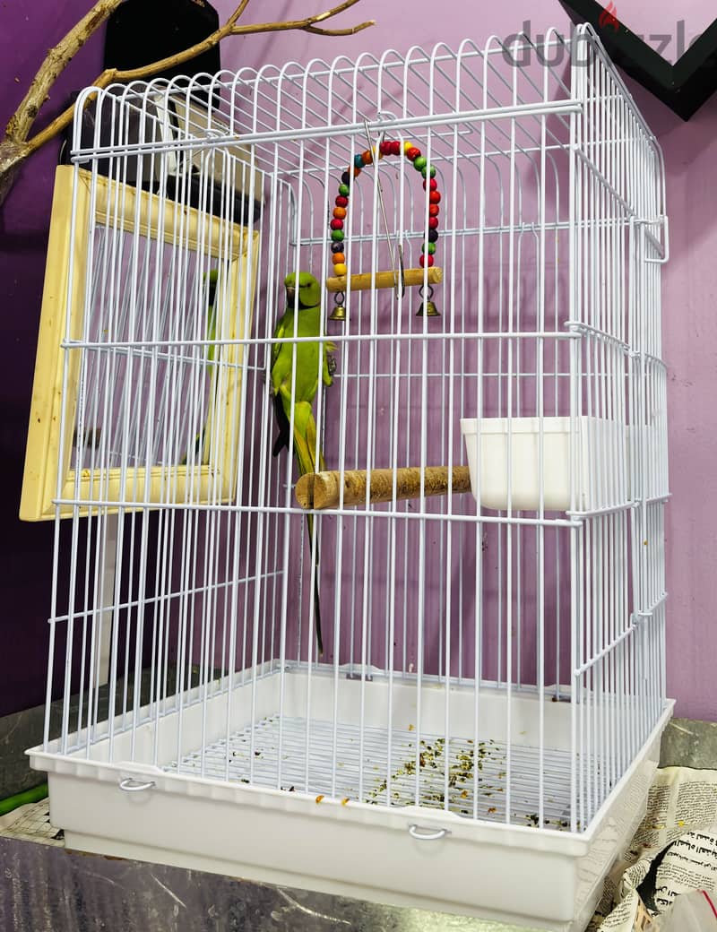 African Green Ringneck Parrot for Sale-With Big Cage 1