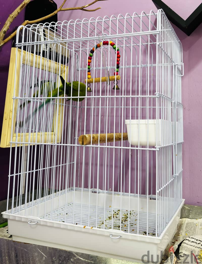 African Green Ringneck Parrot for Sale-With Big Cage 2