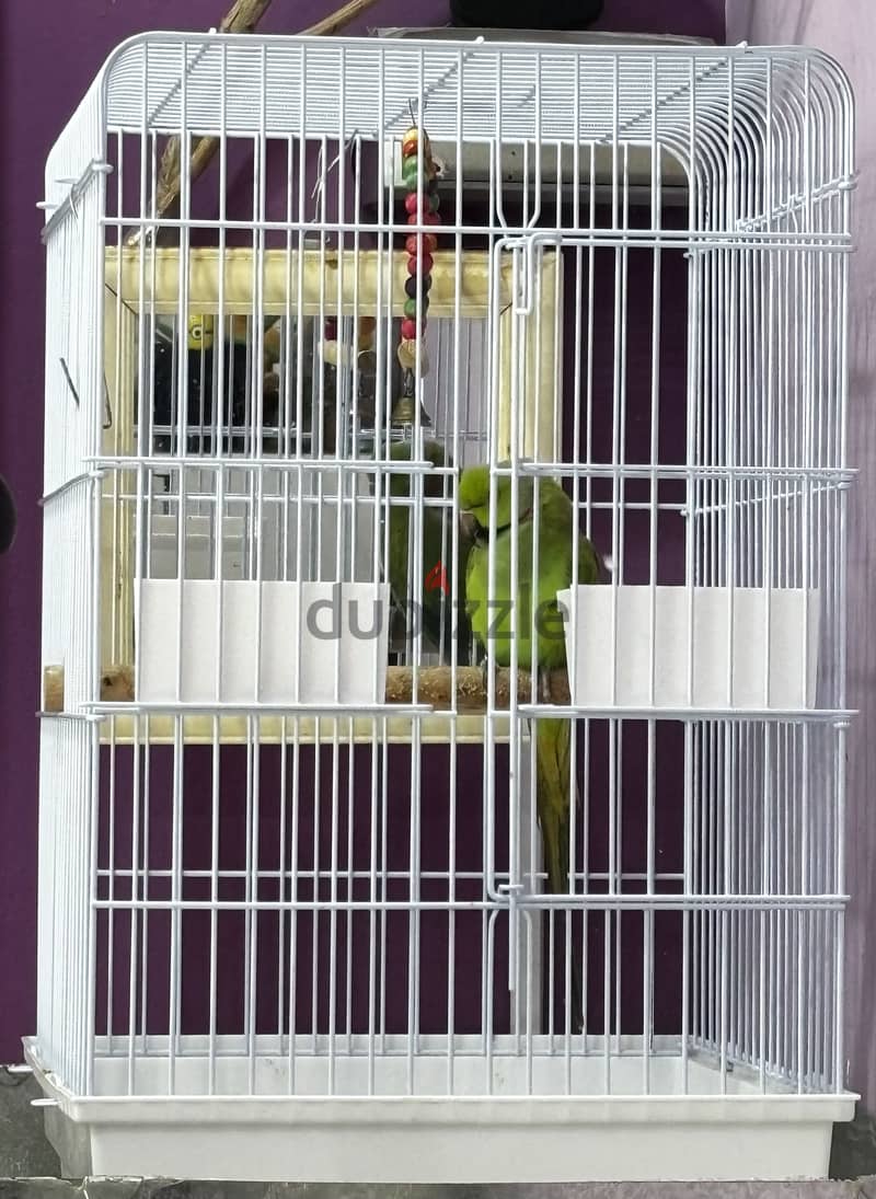 African Green Ringneck Parrot for Sale-With Big Cage 3