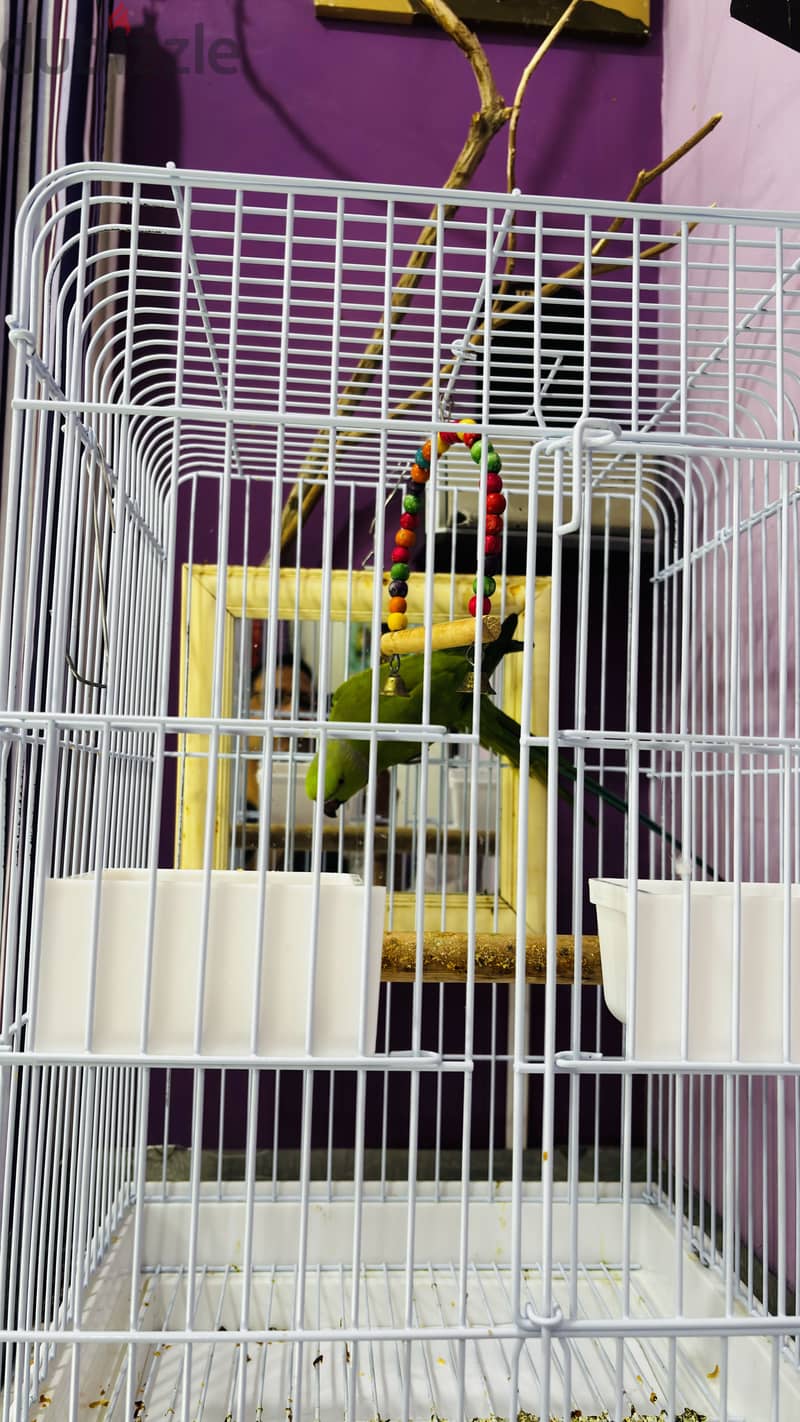 African Green Ringneck Parrot for Sale-With Big Cage 4