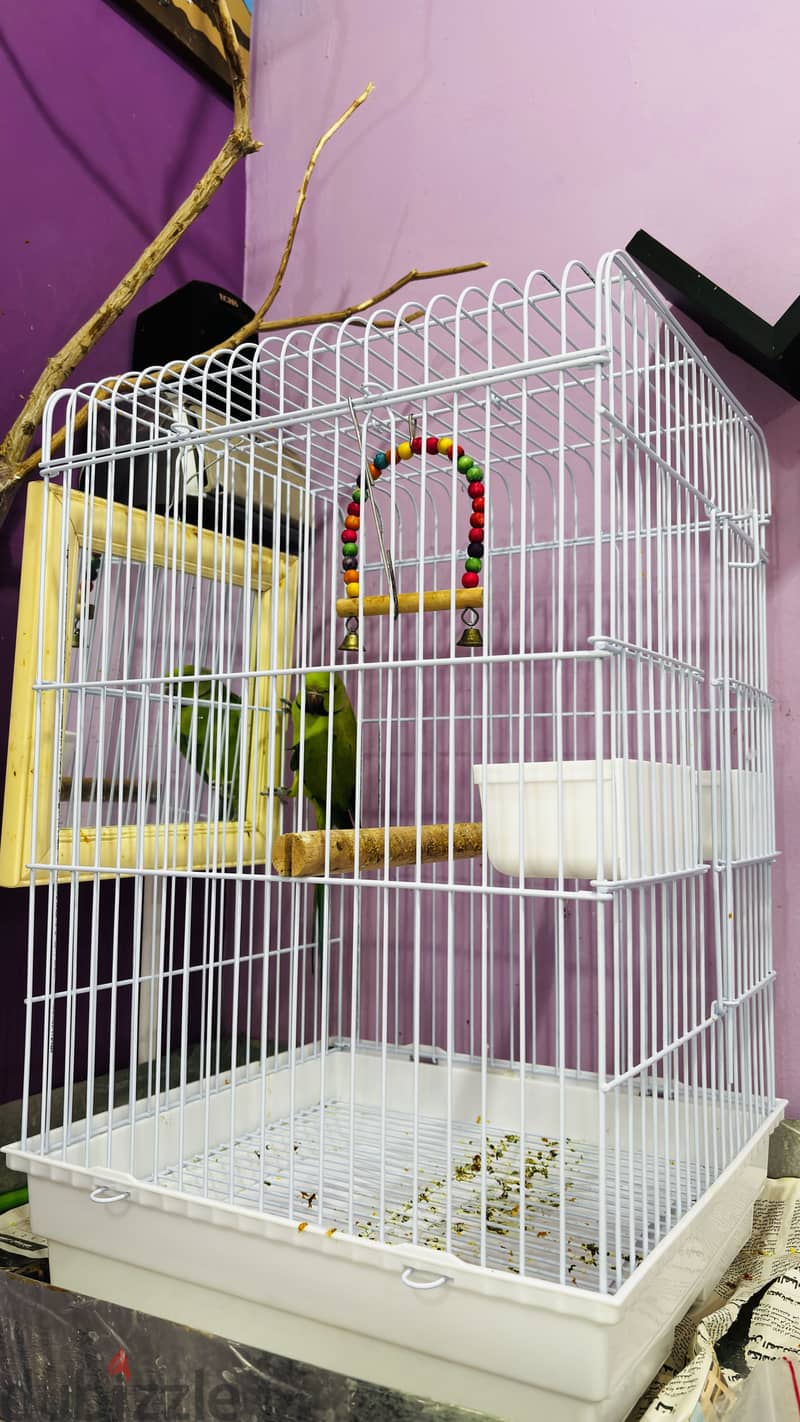 African Green Ringneck Parrot for Sale-With Big Cage 5