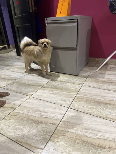 Malshi pup for sale