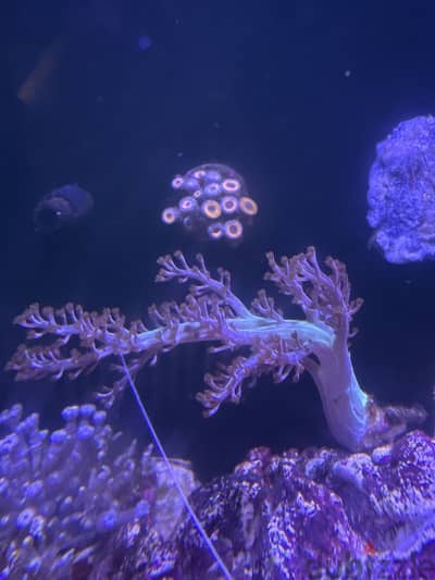 Kenya tree coral