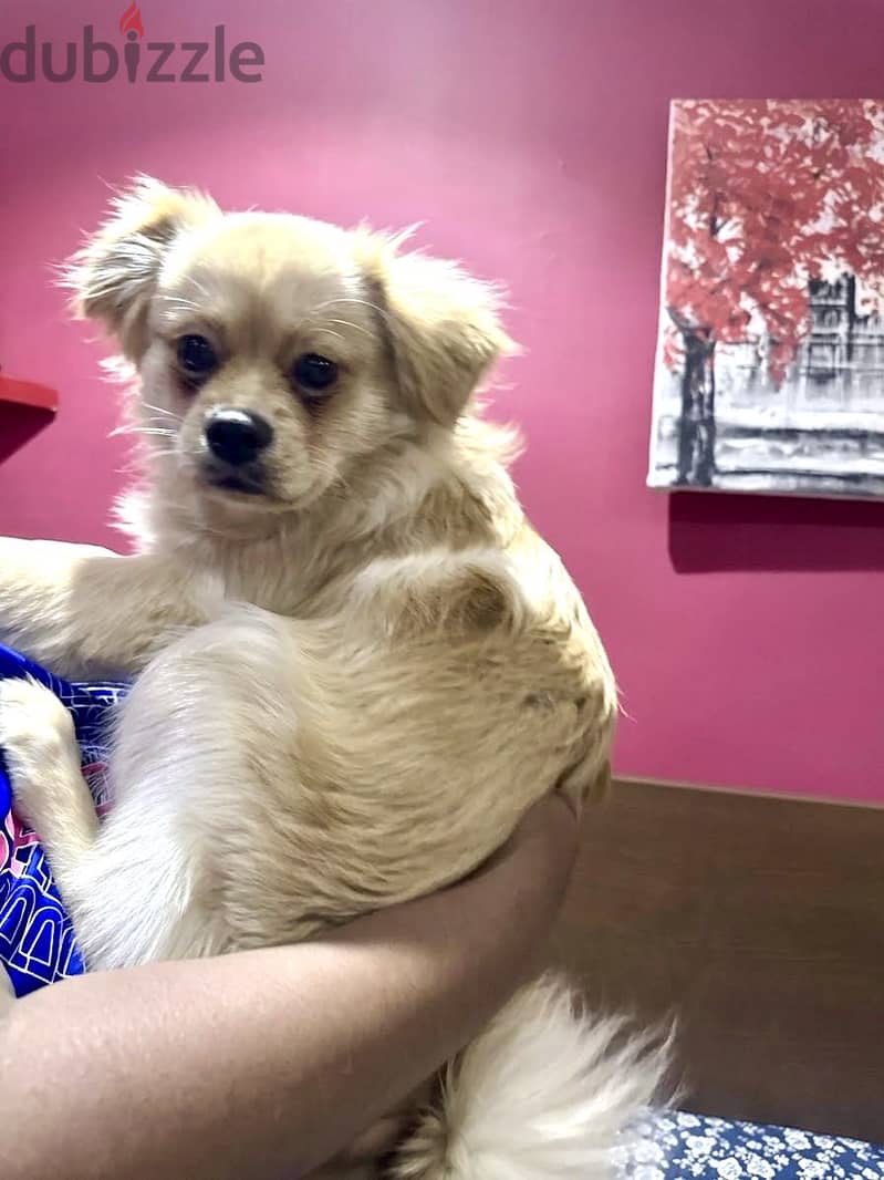Malshi pup for sale 1