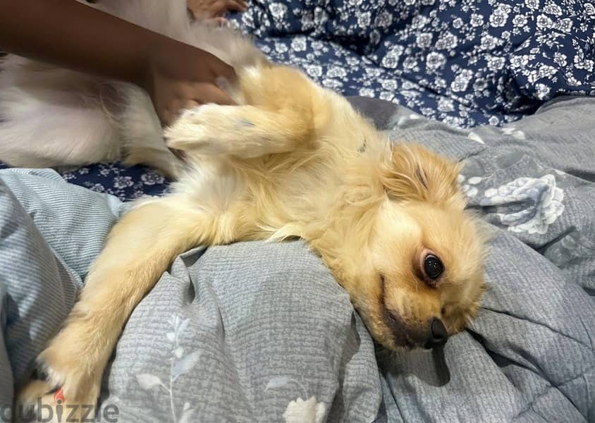 Malshi pup for sale 2