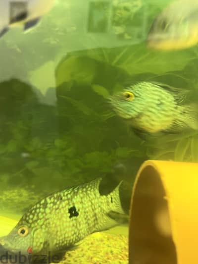 Texas 3 pair for sale