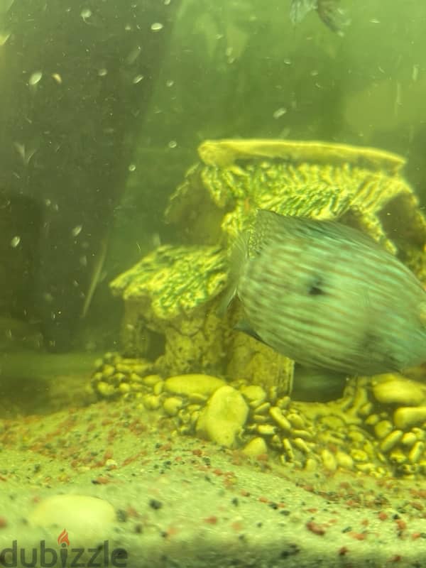 Texas 3 pair for sale 1