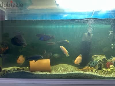 selected fishes only