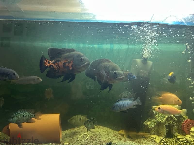 selected fishes only 1
