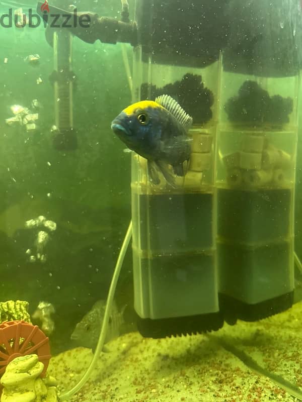 selected fishes only 2