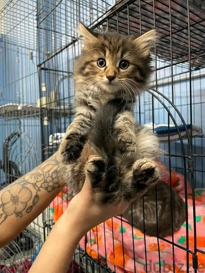 Adorable Kittens For Sale