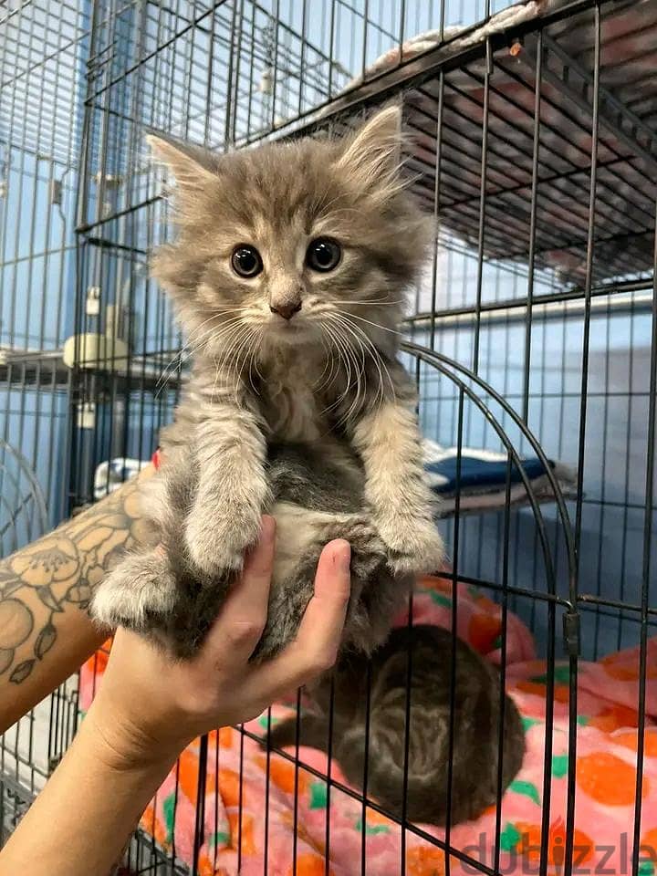 Adorable Kittens For Sale 1