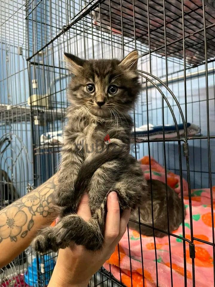 Adorable Kittens For Sale 2