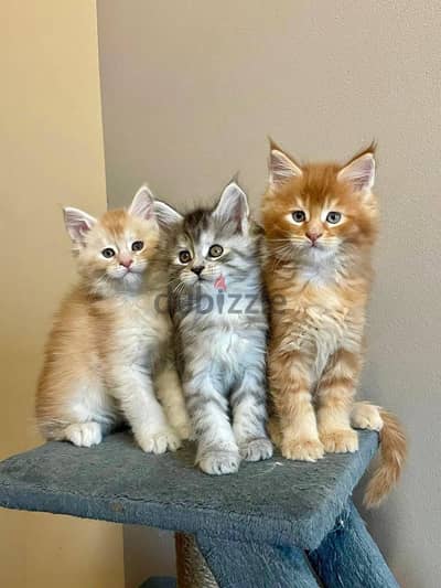 mainecoon kittens free for adoption