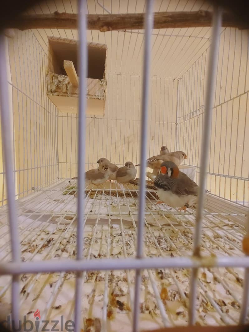 زوج زيبرا جامبو حجم وسط مع 5 فروخ 2