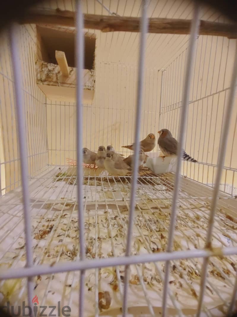 زوج زيبرا جامبو حجم وسط مع 5 فروخ 3