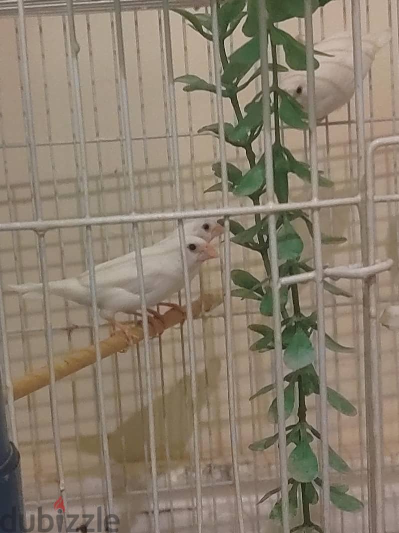 8 طيور بنغالي فينش 3
