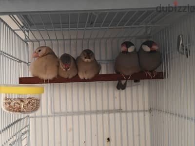 Pastel java split emo pair with 3 chiks
