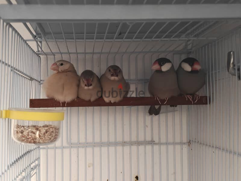 Pastel java split emo pair with 3 chiks 1