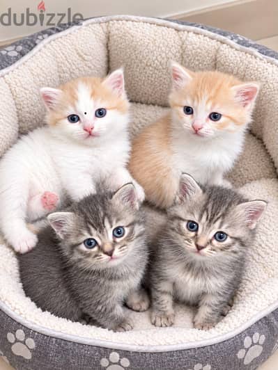KITTENS FOR SALE  -maine Coon (British)