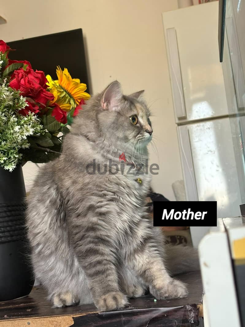 KITTENS FOR SALE  -maine Coon (British) 1