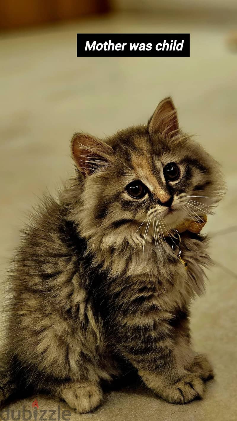 KITTENS FOR SALE  -maine Coon (British) 3