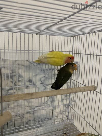 Breeding pair love bird with cage & setup