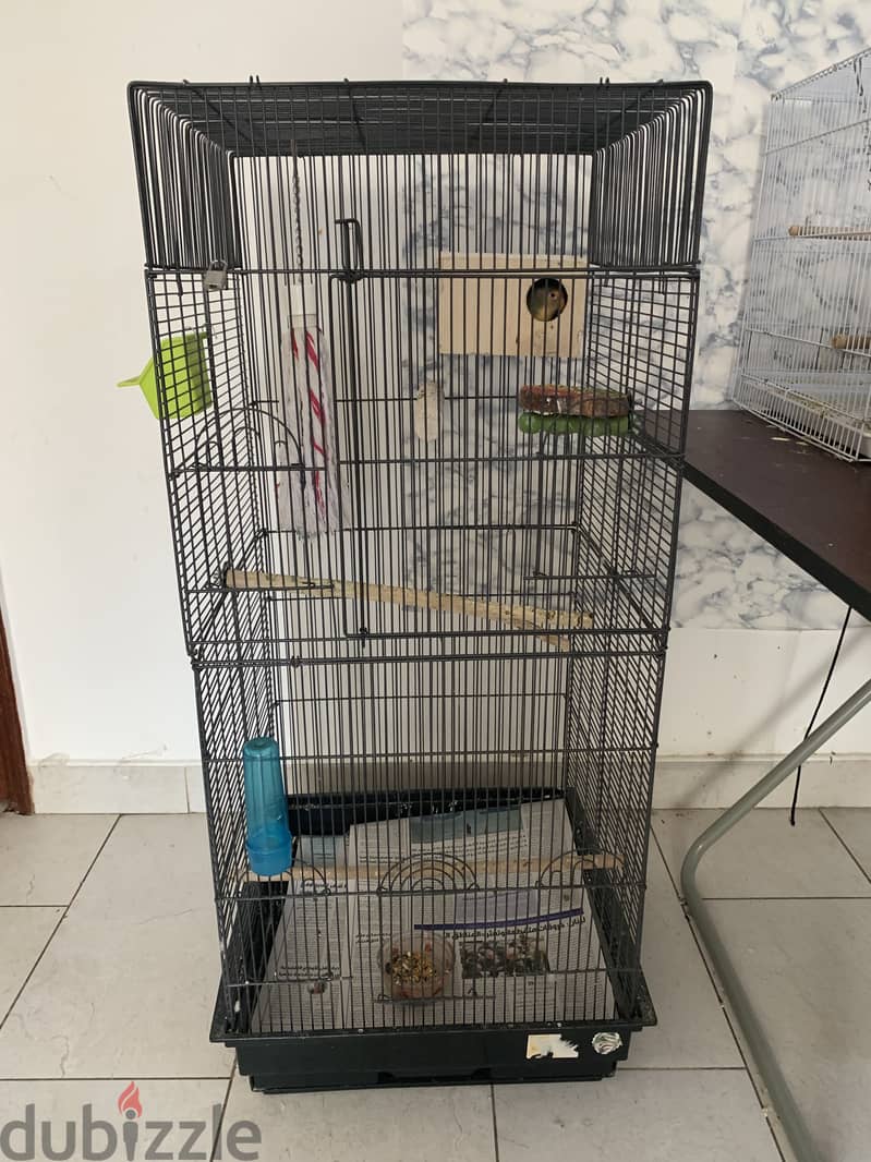 Breeding pair love bird with cage & setup 1