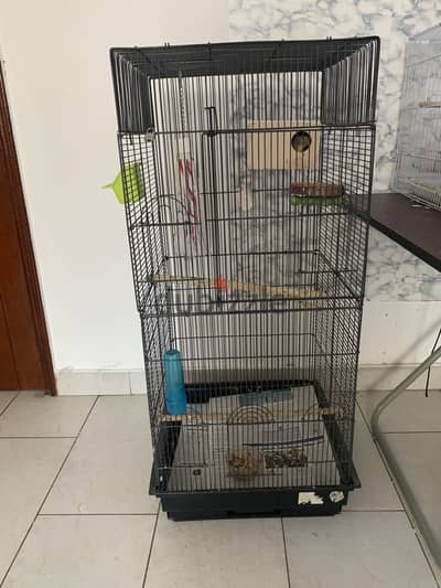 Breeding love bird with cage