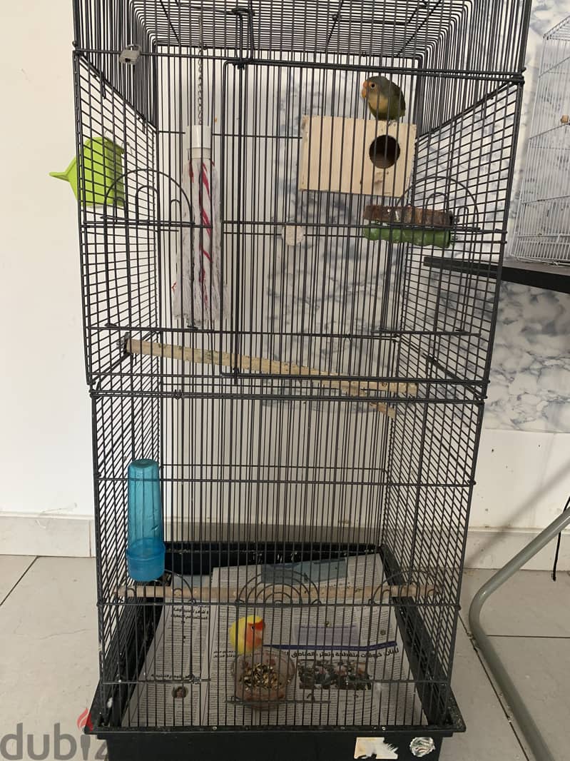 Breeding love bird with cage 1