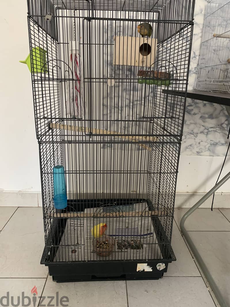 Breeding love bird with cage 3