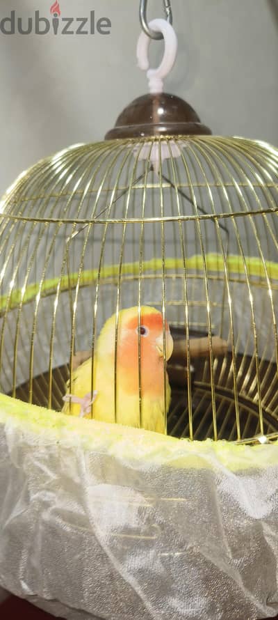 Female Love Bird