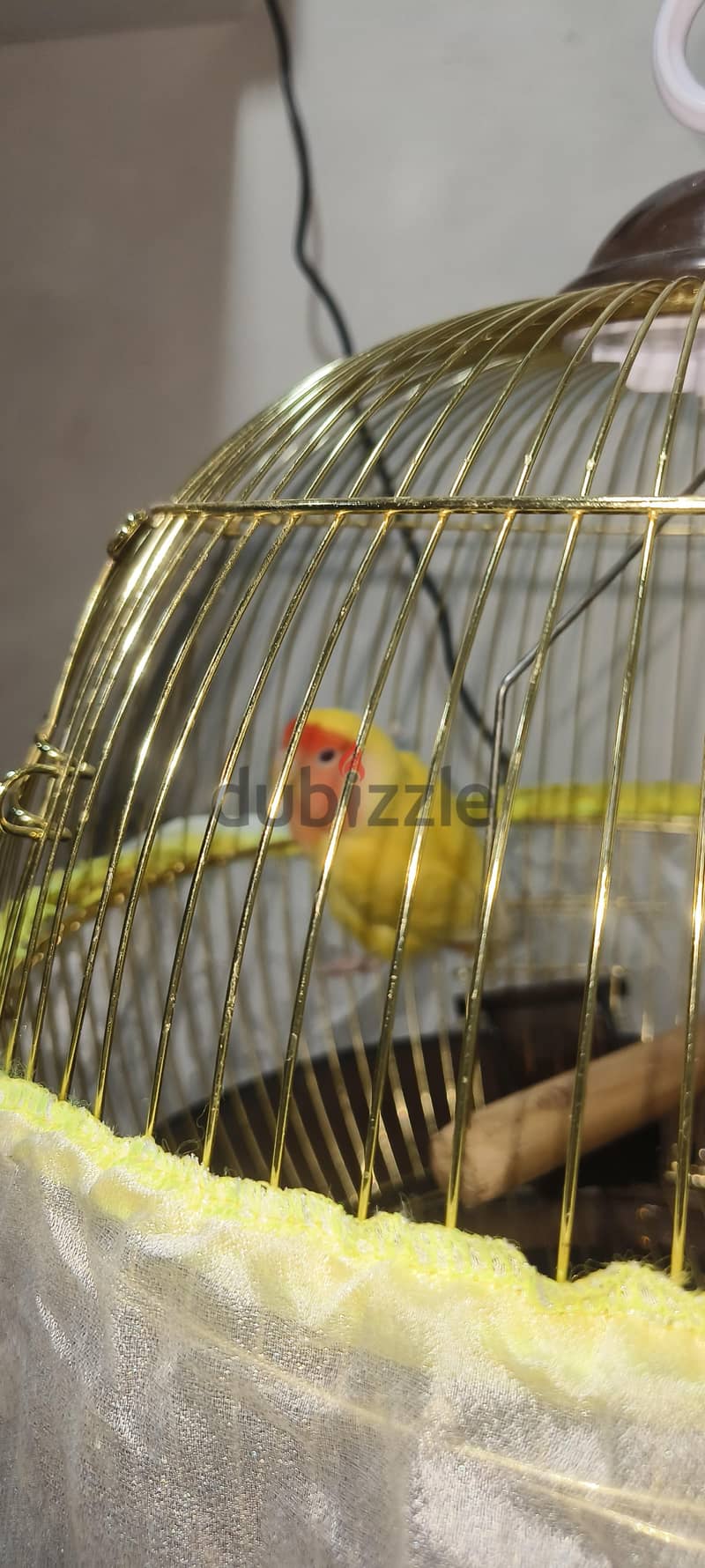 Female Love Bird 1