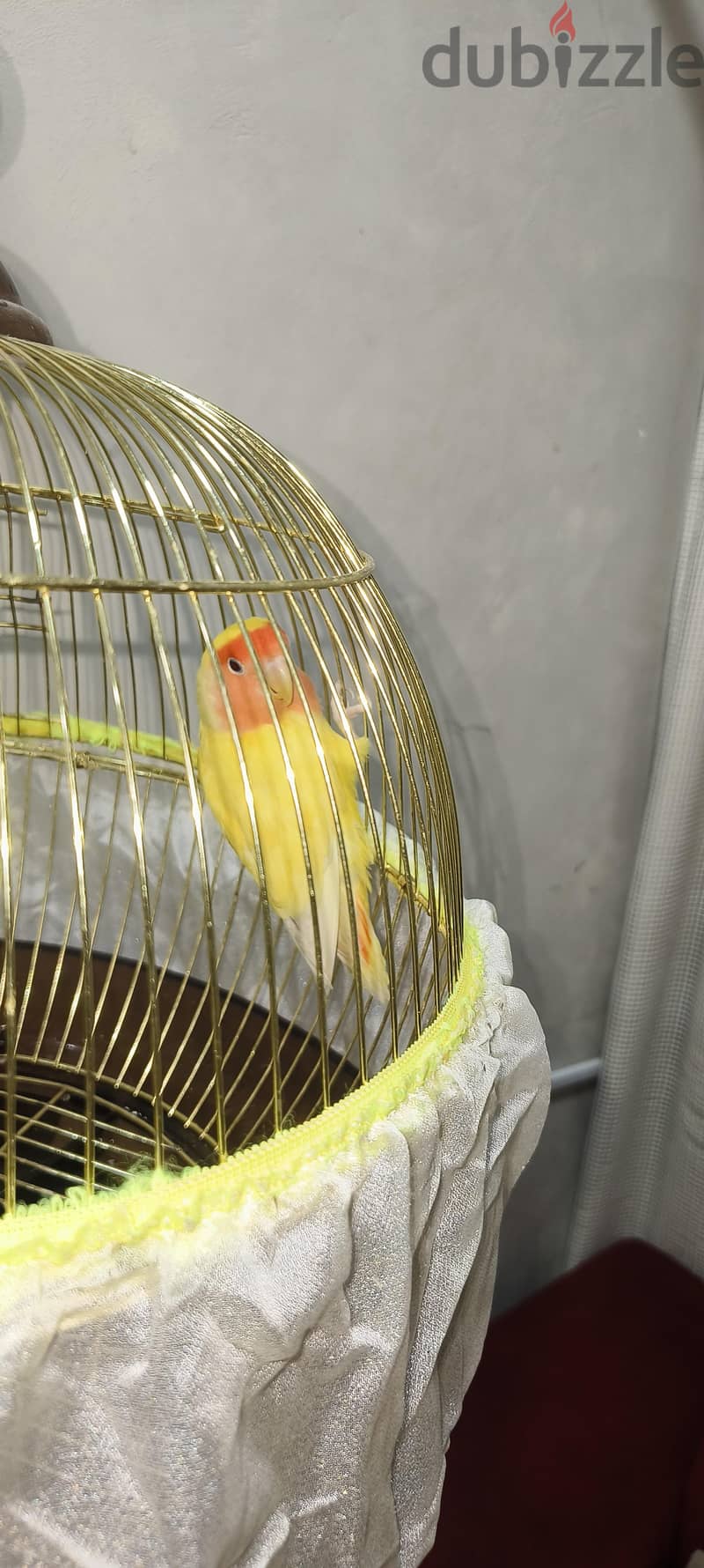 Female Love Bird 2