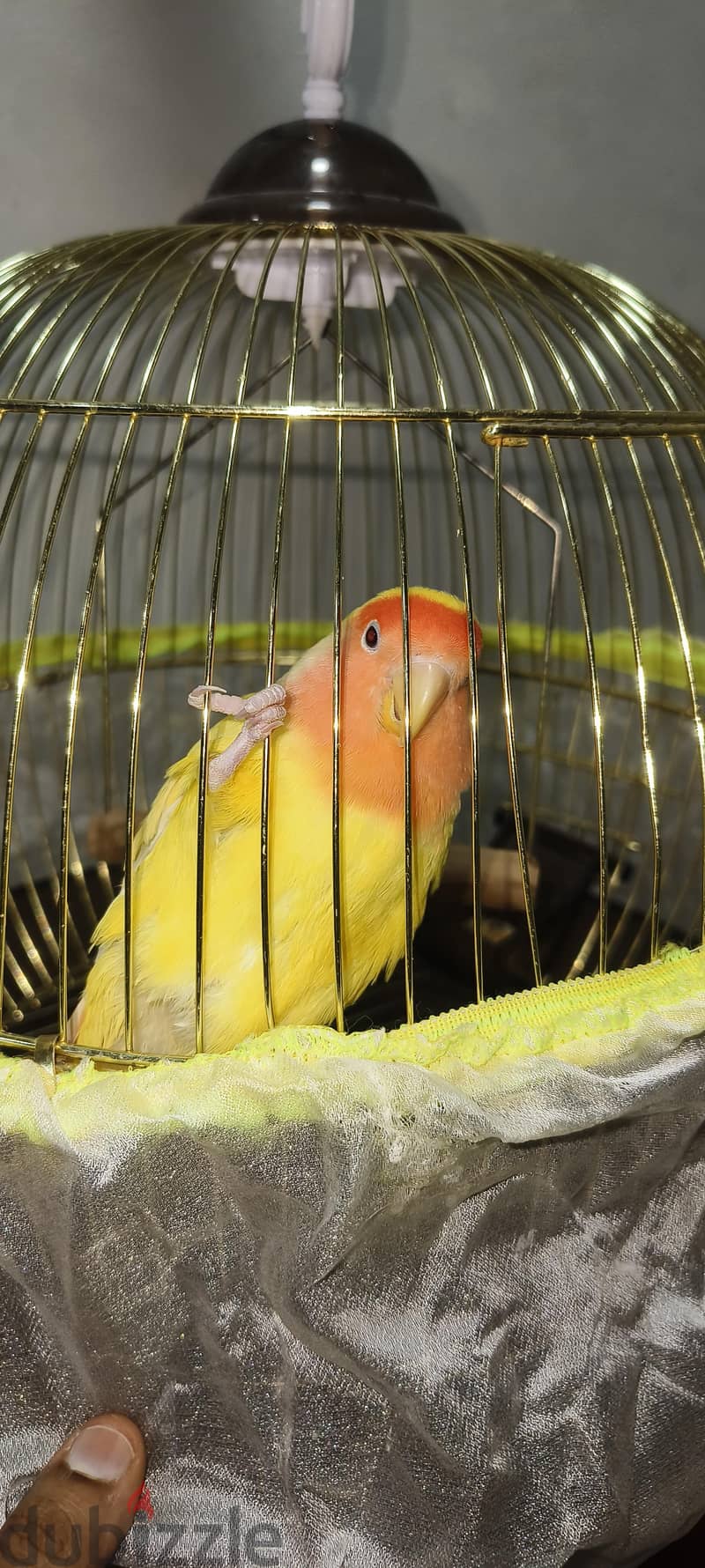 Female Love Bird 3