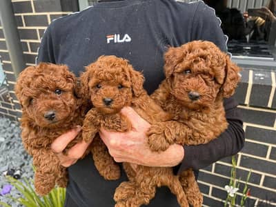 Whatsapp Me +966 (583)921348//Toy Poodle Puppies