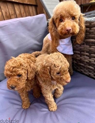 Whatsapp Me +966 (583)921348//Toy Poodle Puppies