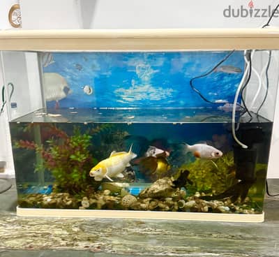 Big Aquarium(115cmx45cm) with 8 beautiful and healthy fish